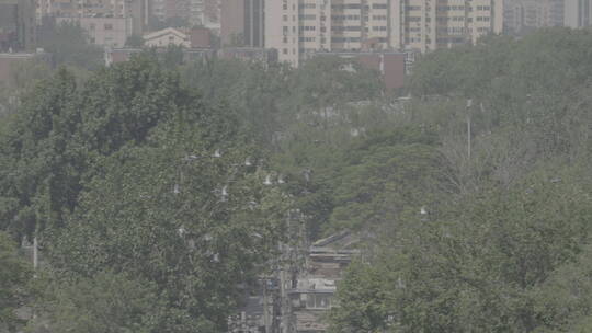 四合院鸽子 北京鸽哨 北京文化