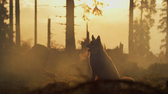 野狼生活在森林里