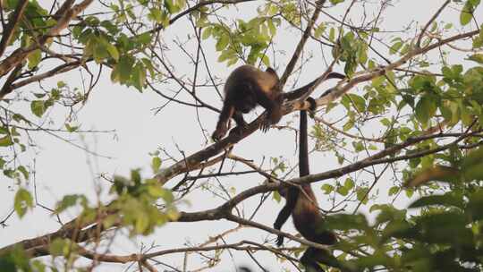 Howler Monkey，猴子，哥斯达