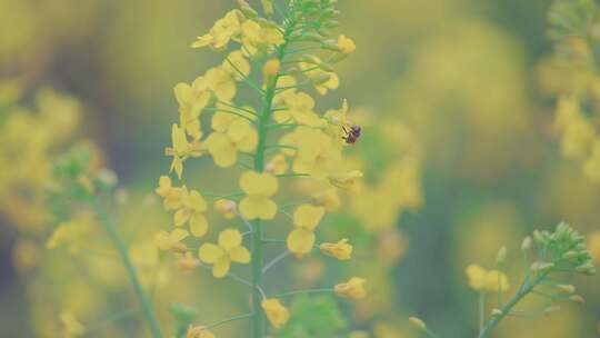 油菜花近景4k高清