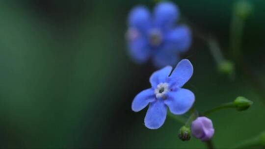蓝色小花的特写