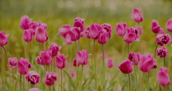 郁金香花田5