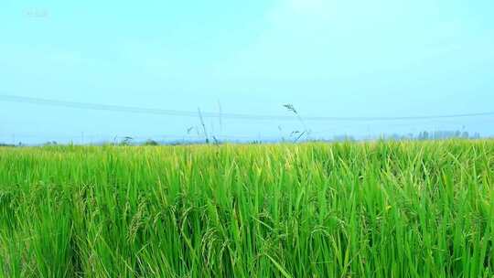 稻米农田种植基地横移