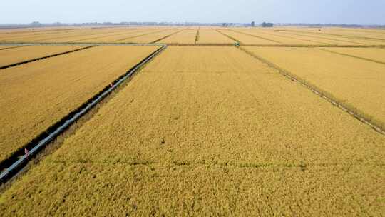 金黄色的水稻田大米大丰收