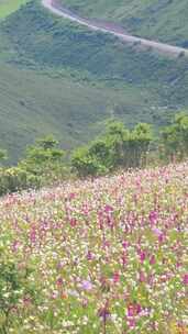 四川阿坝黑水县雅克夏雪山夏日盛开的花海