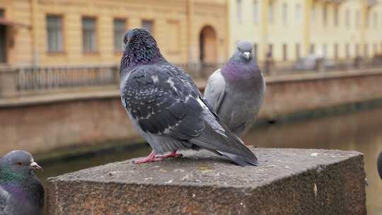 白天，城市鸽子坐在城镇堤坝的栅栏上