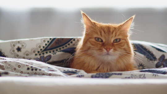 可爱的姜黄猫躺在毯子下的床上。毛茸茸的宠
