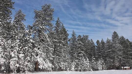 冬季被白雪覆盖的松树林
