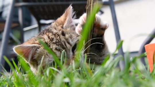 一只可爱的小猫在草地上玩树叶，试图用她的