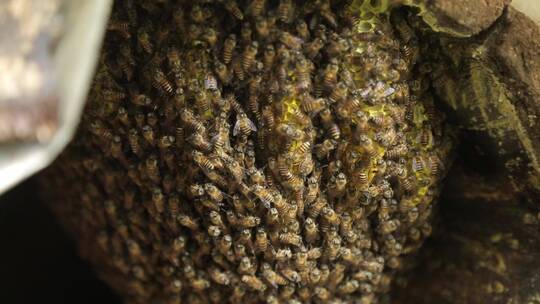 森林野生蜂箱蜂蜜蜂巢