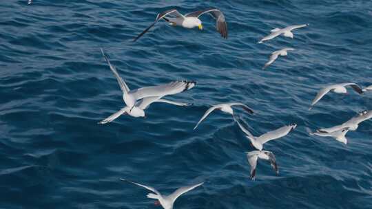 海面上海鸥群展翅飞翔