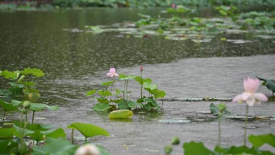 夏天雨荷