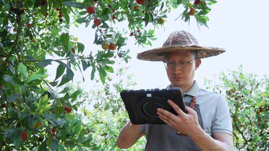 农业科技人员拿着平板电脑在杨梅园工作