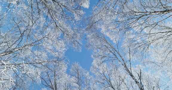 雾凇 雪景 纯净 唯美 冬季