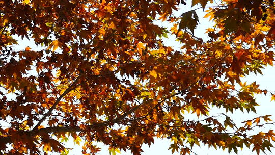 秋季梧桐树满树果实黄叶 梧桐树叶 枫叶视频素材模板下载