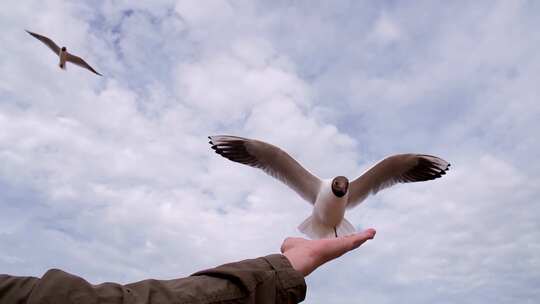 4K-超清拍摄海鸥叼走游客手中的食物
