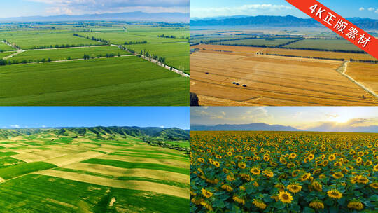 航拍农田 玉米 小麦 棉花 葵花 乡村振兴高清在线视频素材下载