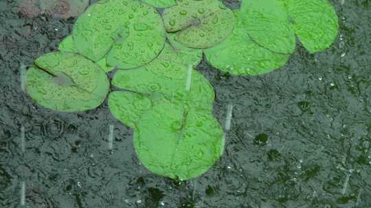 夏天暴雨，雨滴落在水里溅起水花