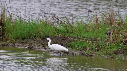 湿地河水中觅食的白鹭视频素材模板下载