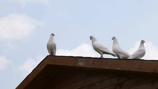 实拍屋顶上的鸽子3