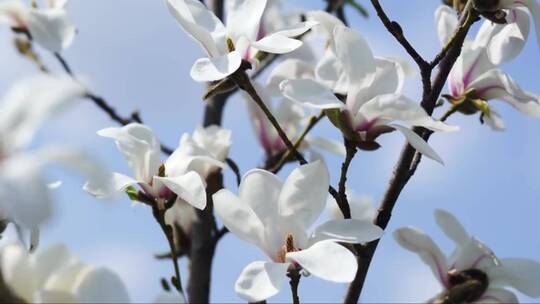 美丽的白色春天木兰花在户外绽放
