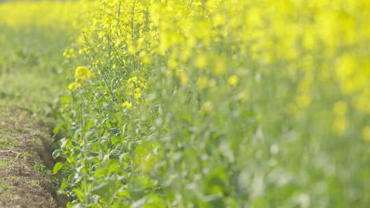 春天农村油菜花海蜜蜂采蜜