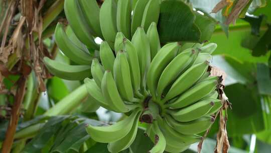 香蕉树上的香蕉实拍