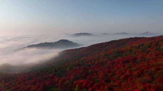 4K秋天五花山吉林东北秋景日出云海云雾逆光