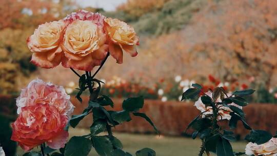 微风中粉色的玫瑰特写