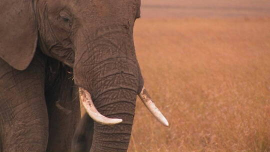 正在进食的非洲大象视频素材模板下载