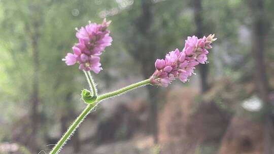 紫色唯美花朵特写镜头