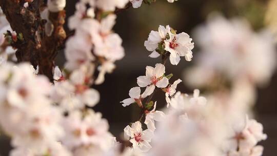 春花HD常规视频视频素材模板下载