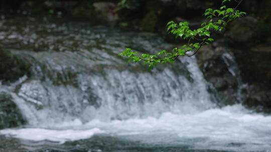 杭州云溪竹径春雨溪流升格视频