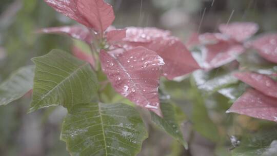 水滴慢动作 花儿水滴