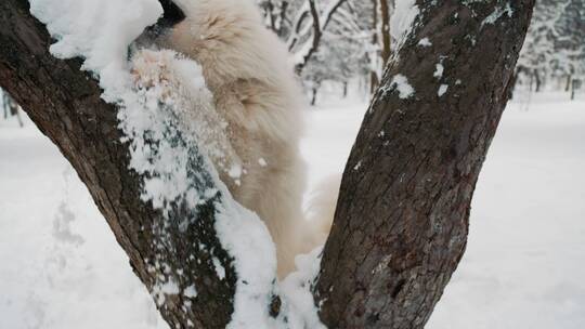 雪地里的萨摩耶狗视频素材模板下载