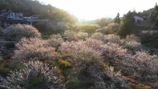 福州青梅花盛开