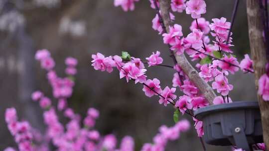 沕沕水生态风景区 梅花 粉色 植物 景色