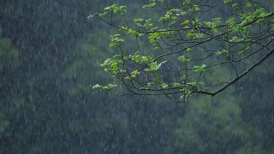 江南春天春雨雨滴绿色植物升格空镜视频素材模板下载