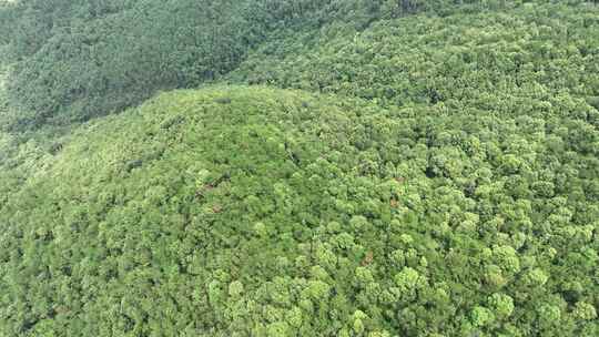 山林航拍森林山峰树林原始森林生态自然环境