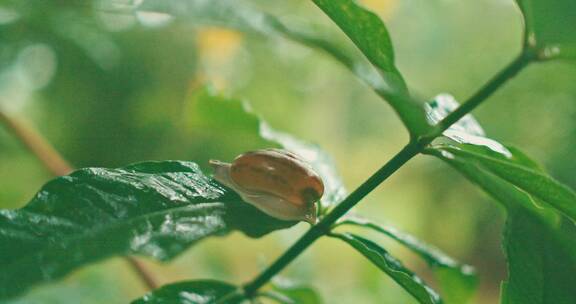 雨下树叶上的蜗牛