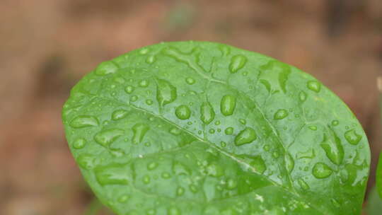 雨后叶子上的水珠实拍