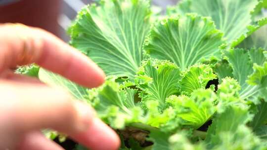 花边甘蓝 褶皱甘蓝 绿叶甘蓝  羽衣甘蓝