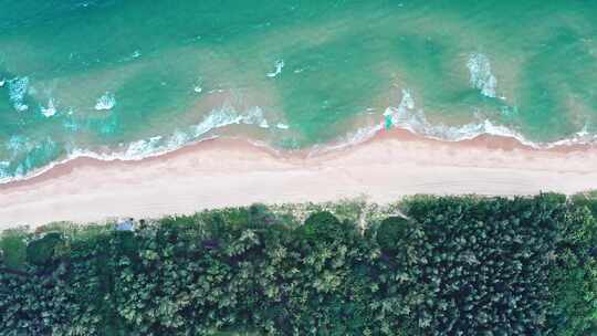 航拍海岸线防护林