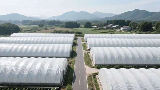 农田蔬菜大棚鸟瞰全景