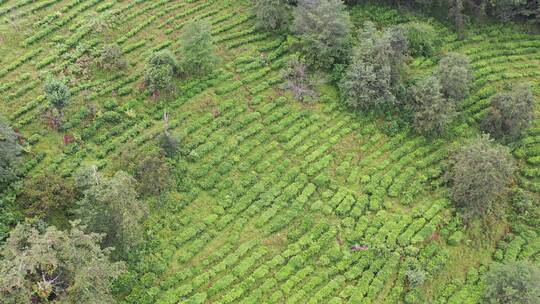 茶树茶山茶园高清4k航拍素材