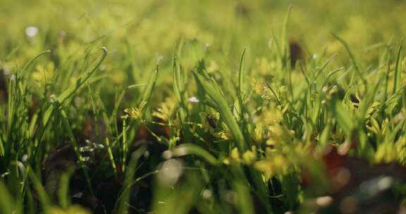 花、蜜蜂、草、植物