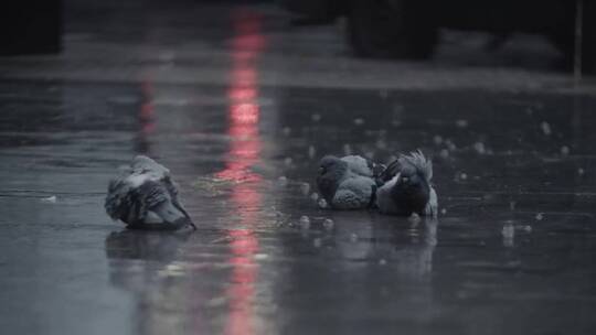 鸽子躺在雨中