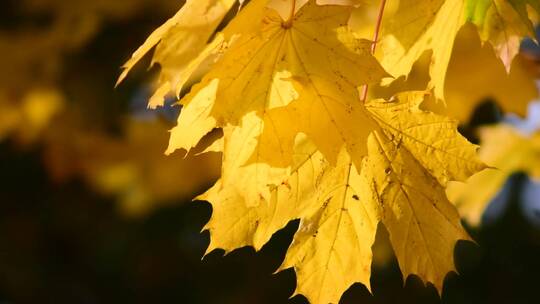 微距特写大自然秋天金色黄色红色美丽的树叶