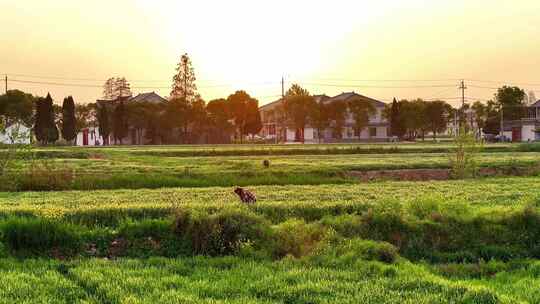 麦田夕阳田野农民农作乡村振兴