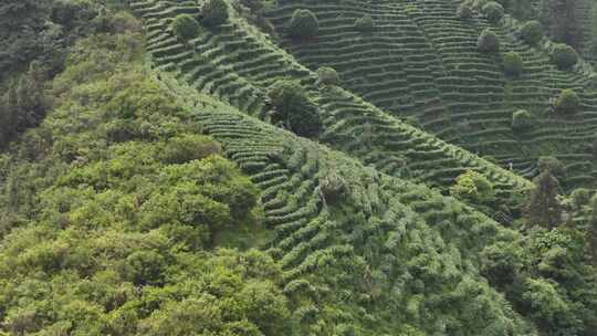 仙人山景区布央茶园航拍